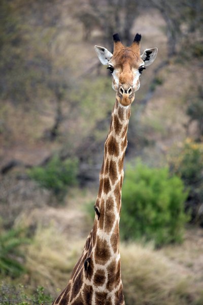Kruger National Park, Giraffe by Unbekannt Unbekannt